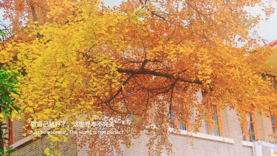 镜头里的秋天唯美的银杏叶做好自己