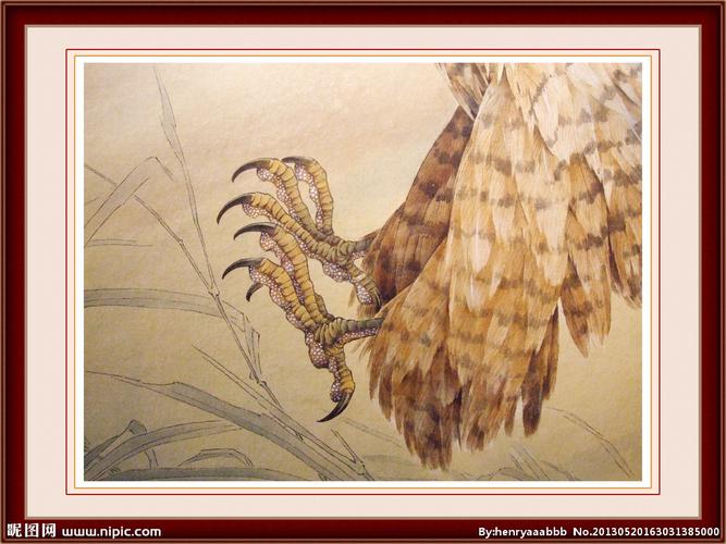 鹰爪 工笔画图片
