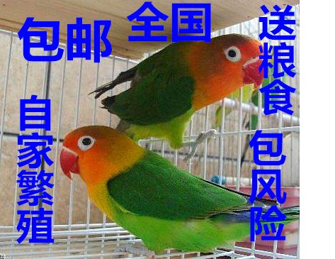 牡丹鹦鹉活体说话鹦鹉活体虎皮鹦鹉文鸟珍珠鸟八哥全国包邮包风险