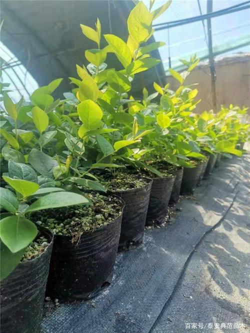 云雀蓝莓苗介绍图片