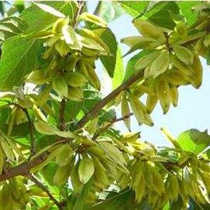 供应杜仲小苗,供应杜仲树