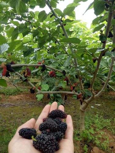 源头镇又添一宝--桑葚篇