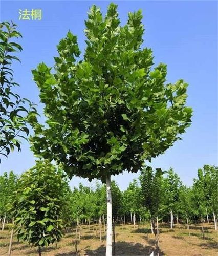 黄州30公分法桐树基地