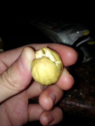 这样的板栗算不算发芽,可以吃吗?急!在线等!