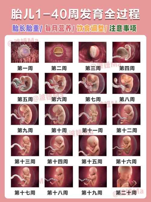 09孕期1-40周胎儿发育过程图77注意事项_孕期_胎儿_备孕_我要当