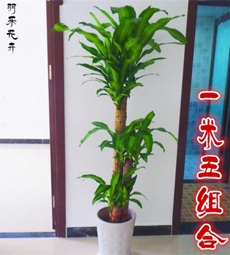 巴西木 金心巴西铁 也门铁 香龙血树 客厅室内 大型盆栽盆景 包邮