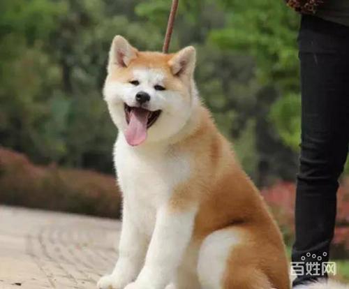 日系秋田犬【忠犬八公】忠诚老实的狗狗