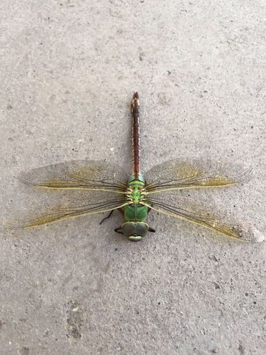 今天在家楼下看到一只很漂亮的碧伟蜓,一动不动的应该