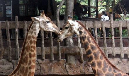 曲阜长鹿动物园门票预订 曲阜动物园优惠电子票