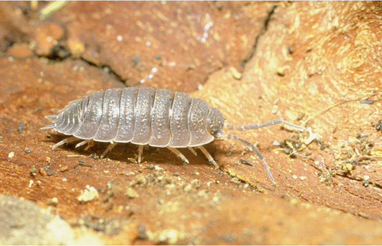 家里鞋板虫怎么产生的?怎么消灭?