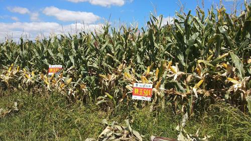 陕玉501玉米品种是众多玉米种子里的明星种子,望大家多多关注!