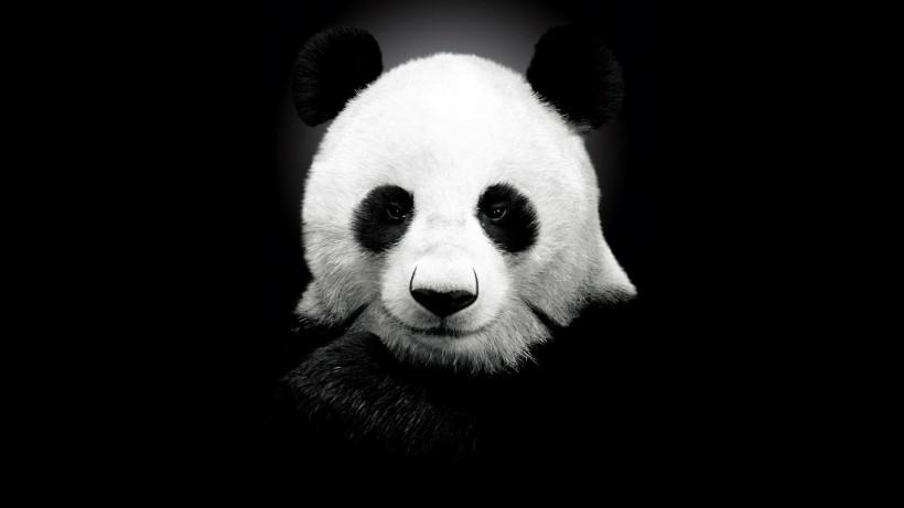 可爱熊猫桌面壁纸第6张