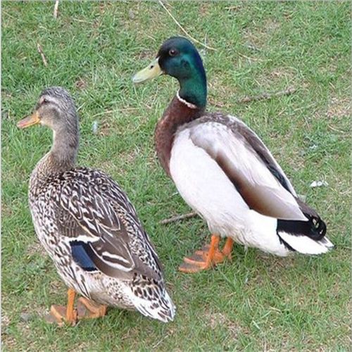 美国绿头野鸭 君恒 养殖 厂家直销