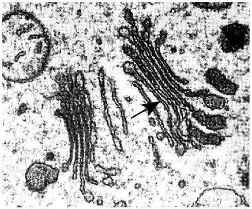 [转载]电子显微镜部分资料整理