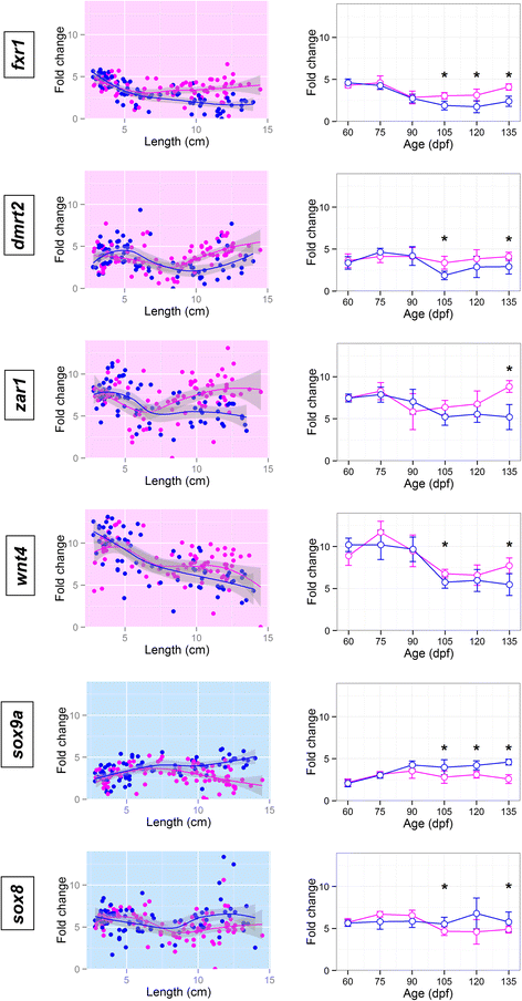 analysis at the onset of sex differentiation in turbot