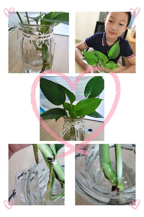 小小绿植,大大梦想———四(2)班王昊轩水培绿萝观察记录