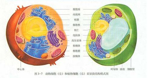 植物细胞中也有溶酶体.见高中生物《分子与细胞》第46页图