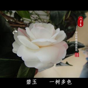 粉色茶花品种