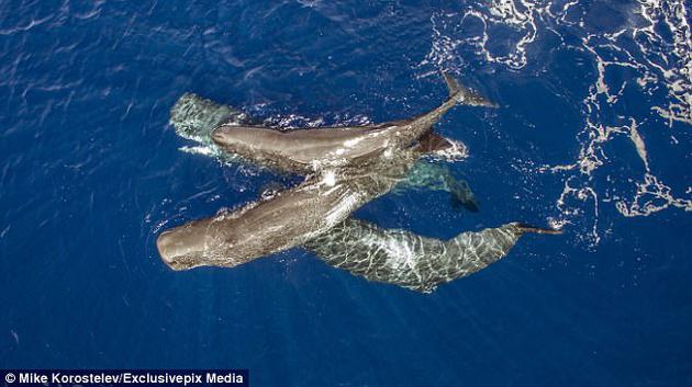 吸引虎鲸的火力,使留在原地的其他抹香鲸