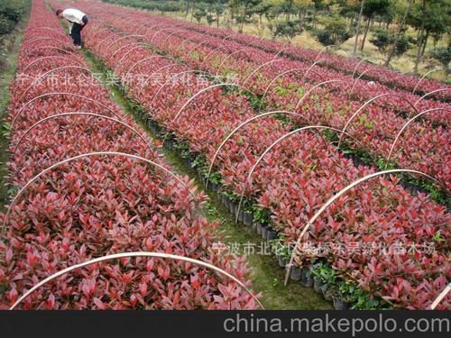红叶石楠-宁波--绿化苗木-红罗宾单种200亩,最高6米蓬形4米