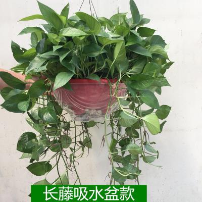 绿叶花卉植物净化空气图片