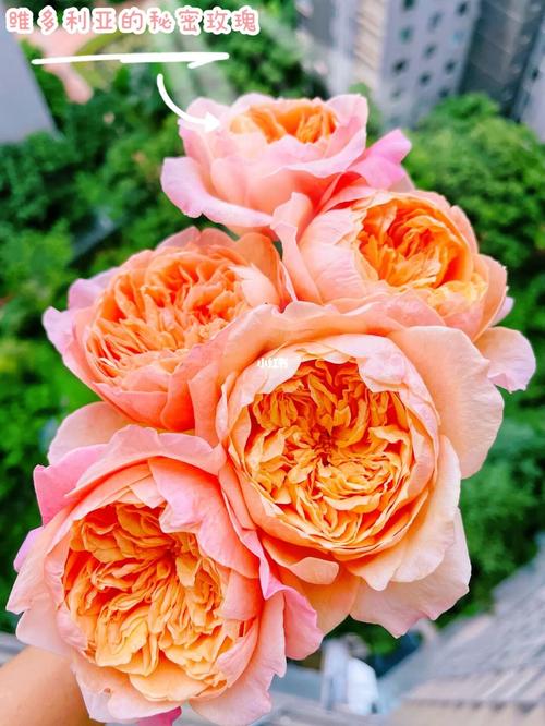 维多利亚的秘密怎么鵢_家居