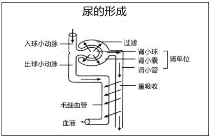 初中生物尿的形成教案