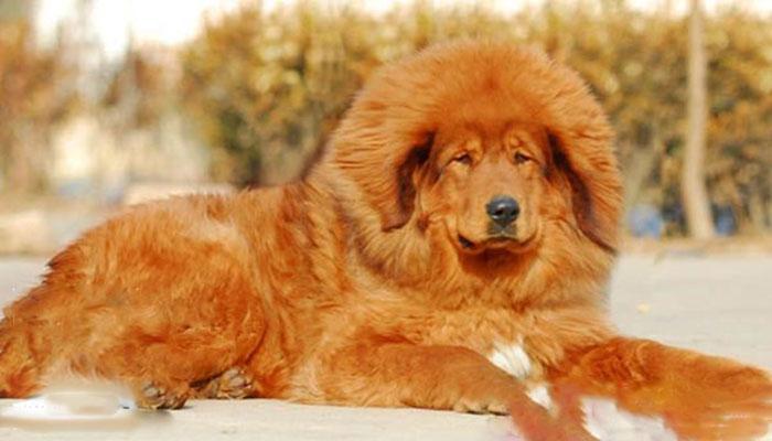 两种大型犬:一,西藏大良种犬(藏獒)tibetan masitiff  二,西藏大狮子