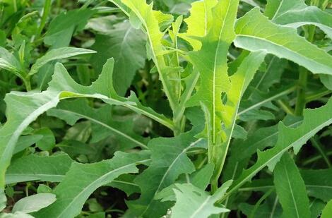 败酱草的功效与作用