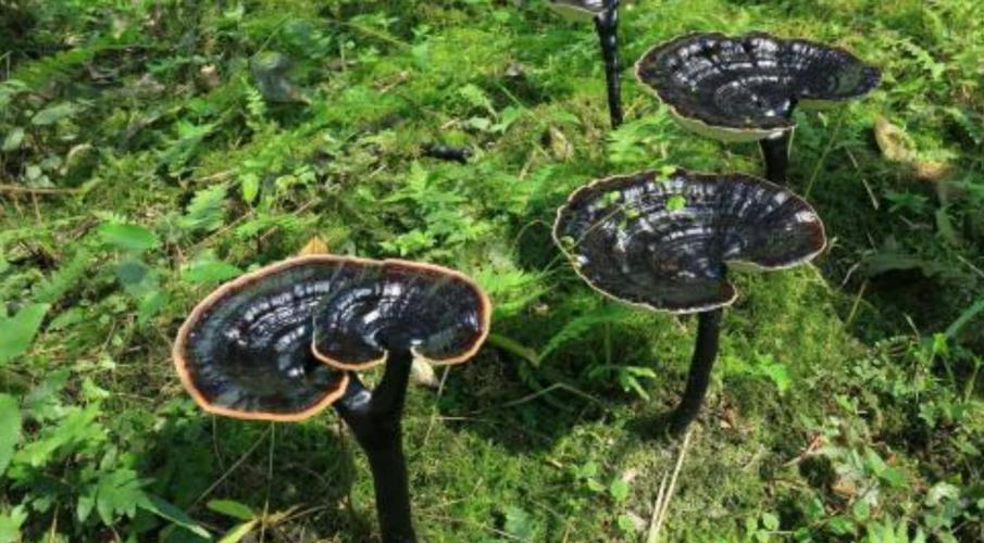 "黑灵芝",堪称灵芝中的极品!