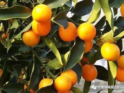 全国特产博览——吉安市