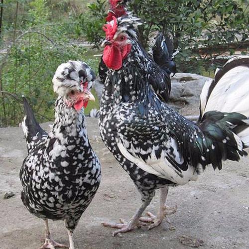 宝清凤头鸡是什么鸡种哪里有卖鸡苗的