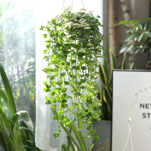 吊竹梅室内吊兰长藤垂吊植物唯美小清新好养耐阴北欧风小绿植盆栽