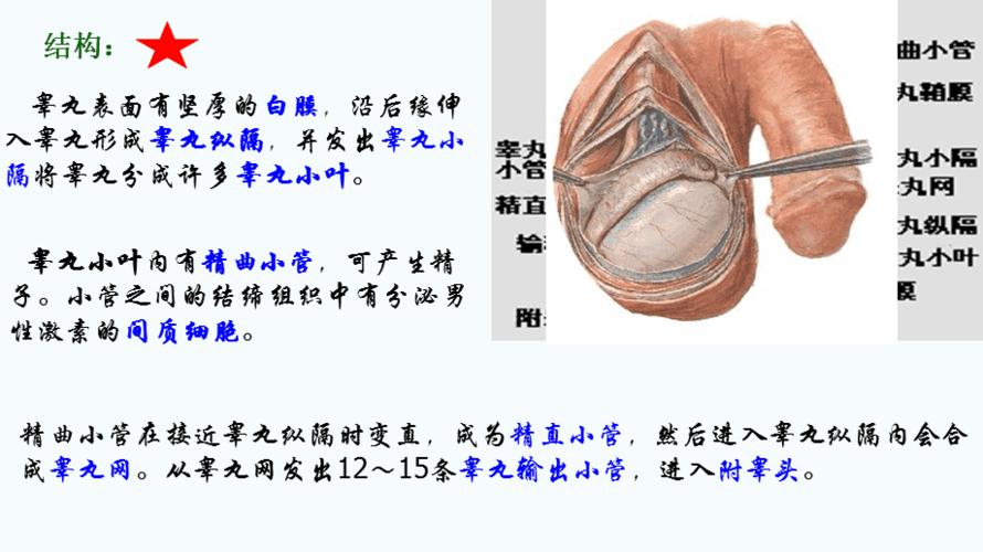 男性生殖系统解剖
