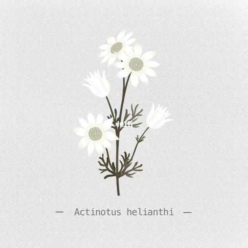 每日一画/法兰绒花_法兰绒_绘画_绘画日常_文化_绘画