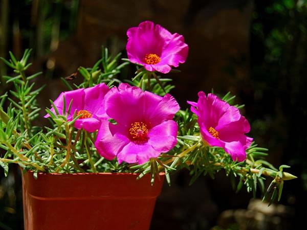 午时花图片观赏 午时花的作用