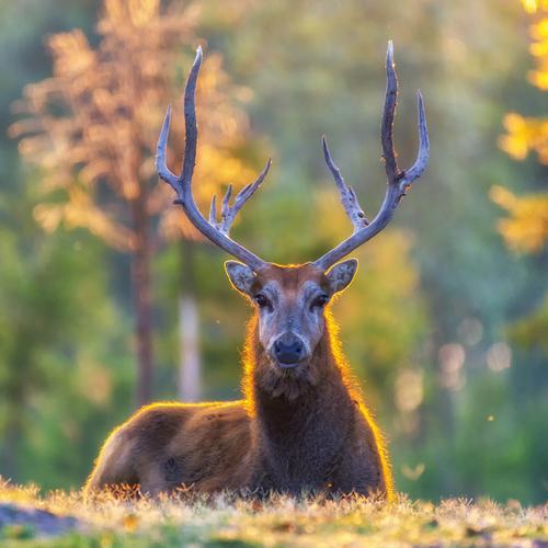 雄鹿靓影  曹刚 摄  盐城摄影俱乐部(1星)