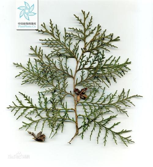 植物片松长什么样?如图