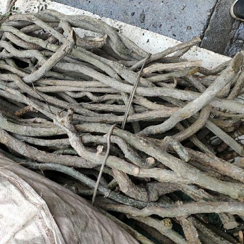 广西新鲜松筋藤宽筋藤松筋草春根藤鲜品松筋藤1斤