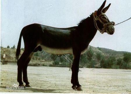 骡子和马的区别