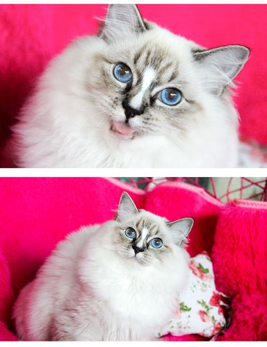 布偶猫山猫纹布偶猫 布娃娃 布偶猫活体幼猫山猫布偶