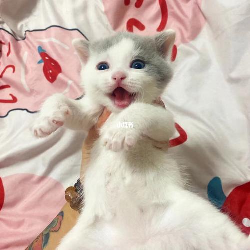 赛尔凯克卷毛猫_英短_猫咪_羊羔毛_宠物_猫