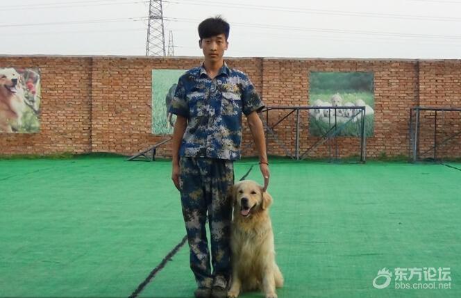 训犬的训犬的口令与手势