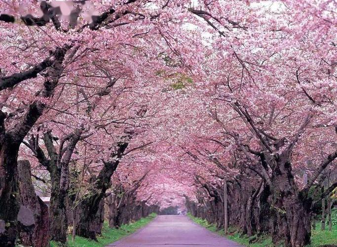 树木种类基本为:  紫花泡桐,樱花,火炬树,元宝枫,银杏.