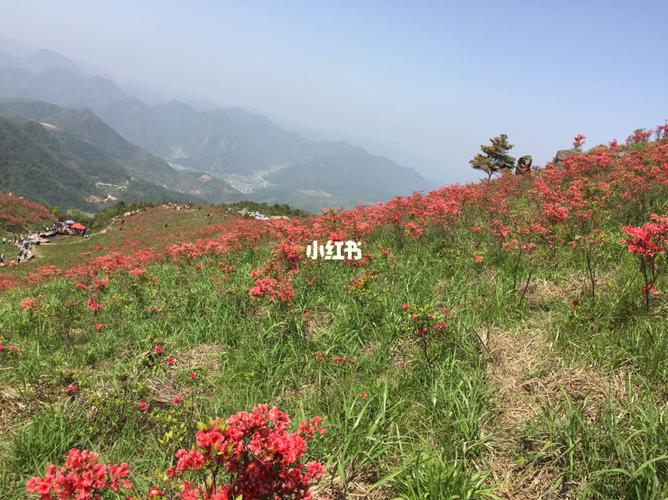 太湖山尖赏杜鹃花—一去年错过,今年赶上99_出行