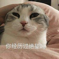 陷入绝望猫咪表情包【点击鼠标右键下载】