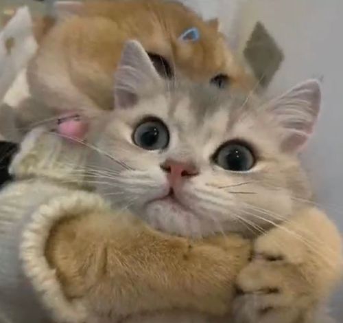 可爱猫咪情侣头像图片