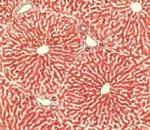 把正常肝脏切片通过he染色放在光学显微镜下,我们可以看到一个非常