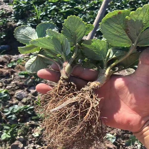 自产自销红颜草莓苗,红颜草莓苗种植方法