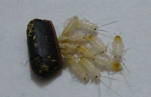 蟑螂卵过了一天用开水烫会杀死吗